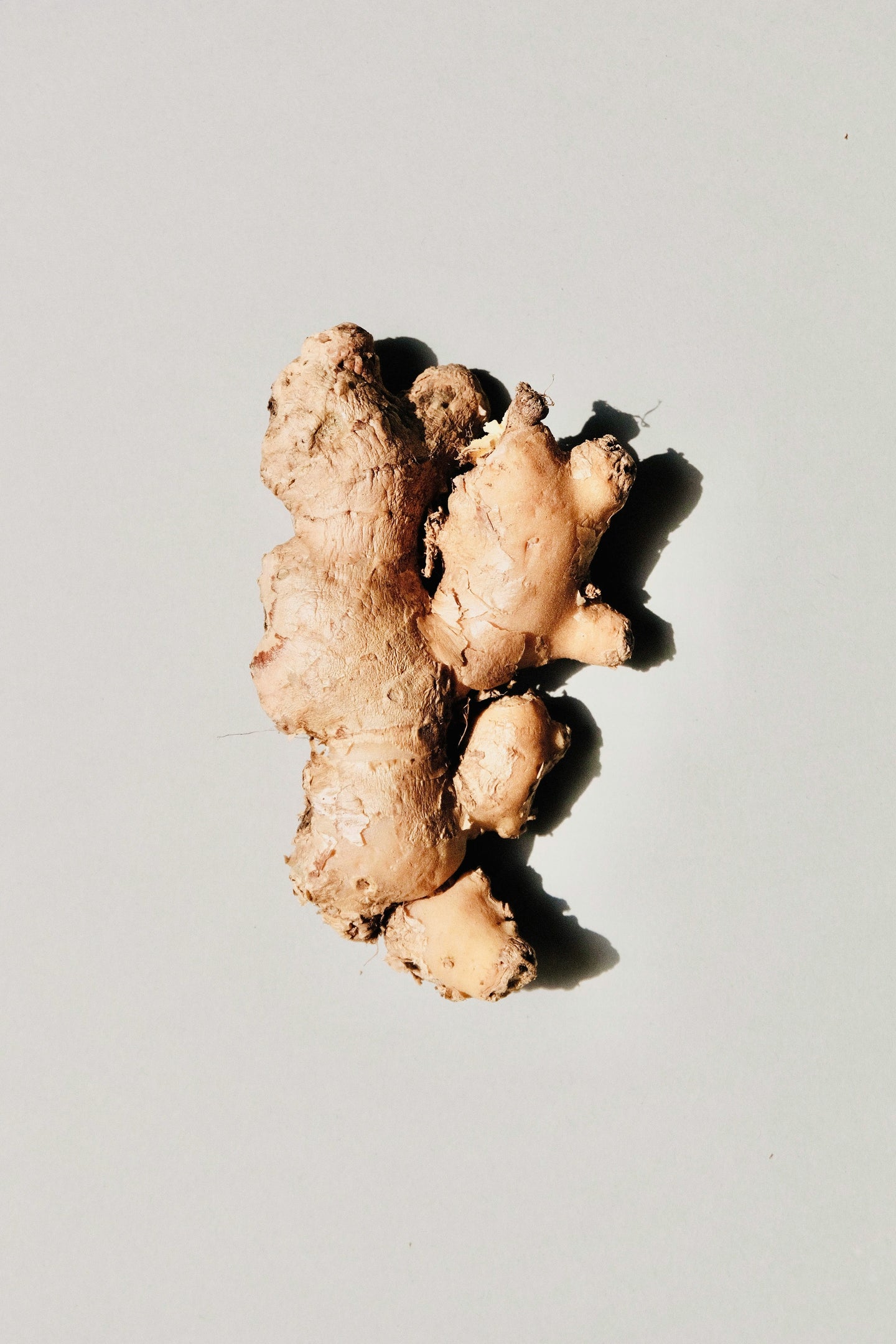 Gingerol ginger extract for pregnancy sickness remedy relief